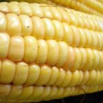 Genetic Manipulation Of Corn - genetic engineering in antiquity - alien intervention